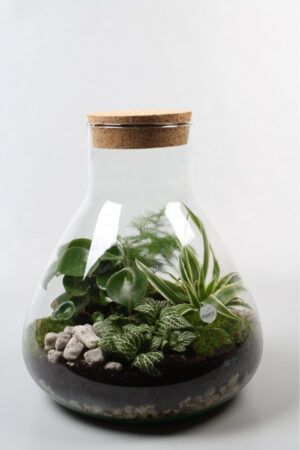 Terrarium 'Raindrop'
