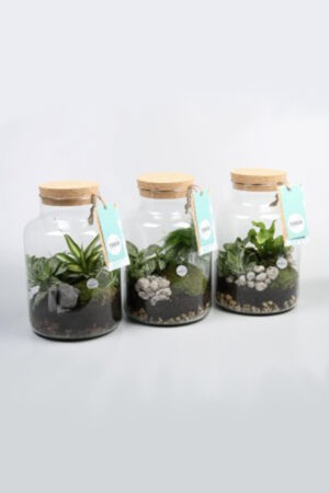 Terrarium 'Picolino'