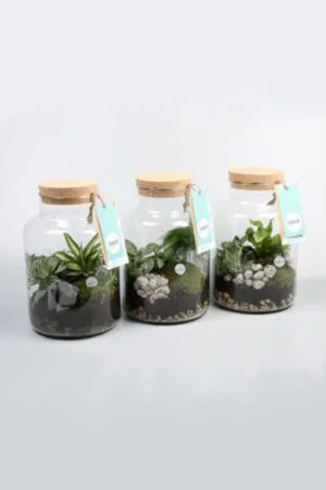 Terrarium 'Picolino'