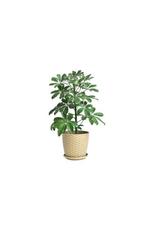 Schefflera
