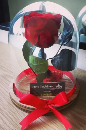 Rose éternelle sous cloche
