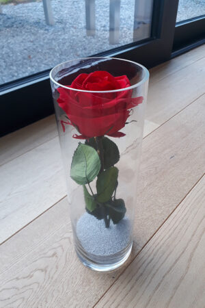 Eternal rose in vase