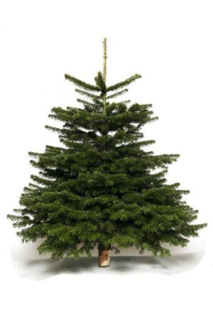 Sapin de Noël Nordmann