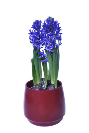 Bowl of hyacinths