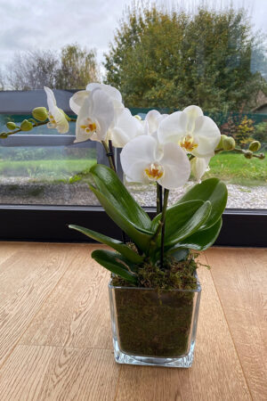 Orchidée Tablo moderne