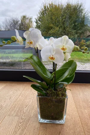 Moderne Tablo-orchidee