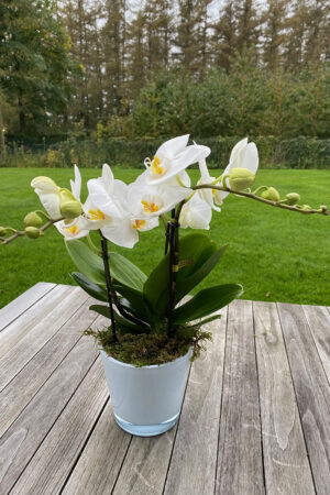 Orchidée Tablo classique