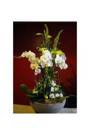 Crazy about orchids