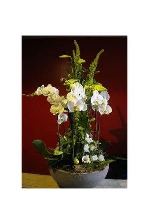 Orchidées quand tu nous tiens