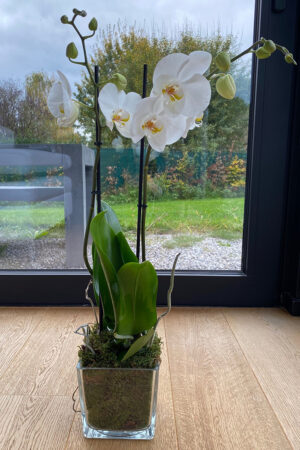 Orchidée Simplicimo moderne