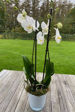 Orchidée Simplicimo classique