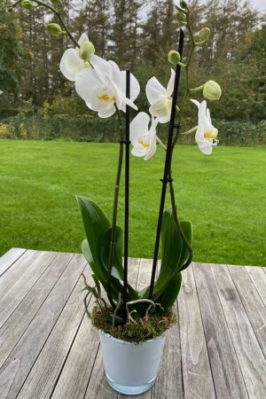 Klassieke Simplicimo-orchidee