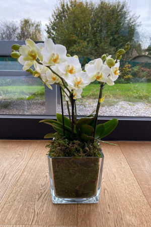 Orchidée Boguetto moderne