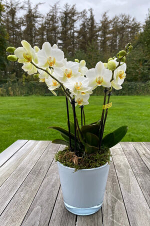 Orchidée Boguetto classique