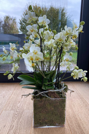 Orchidée Bellisimo moderne