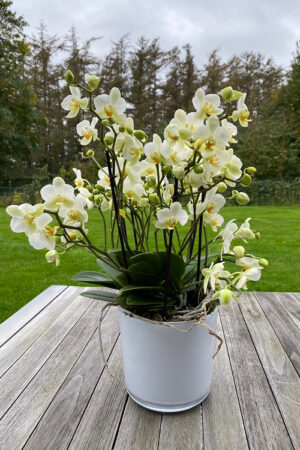 Orchidée Bellisimo classique