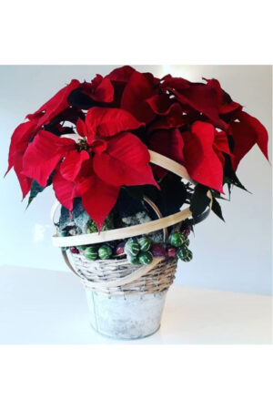 Poinsettia Christmas flowers