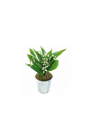 Lilies of the Valley Plant