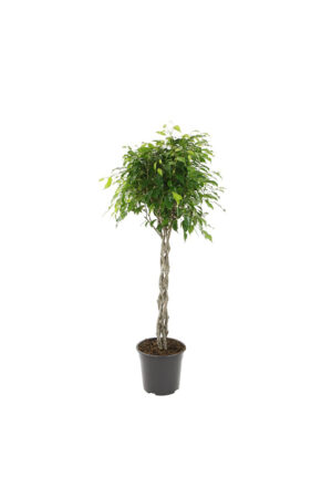 Ficus Torsadé
