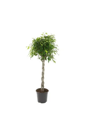 Gedraaide ficus