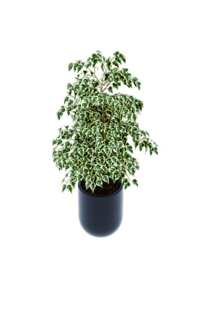 Ficus Benjamina