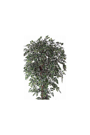 Ficus Hawaï