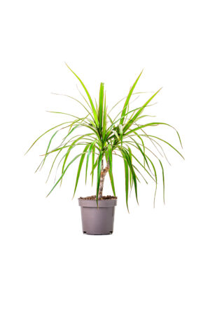 Dracaena