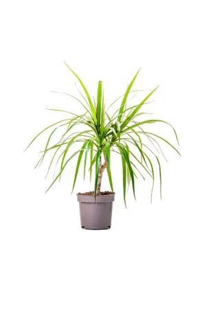Dracaena