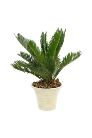 Cycas revoluta
