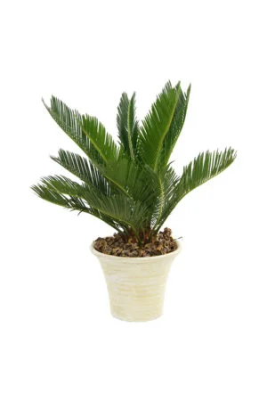 Cycas revoluta