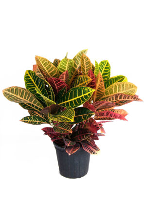 Croton (Codiaeum variegatum)