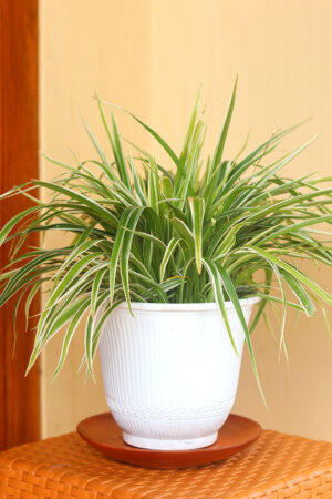 Chlorophytum Comosum