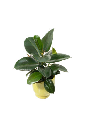 Caoutchouc (Ficus elastica)