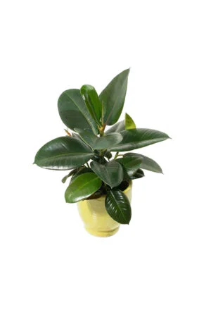 Rubber (Ficus elastica)