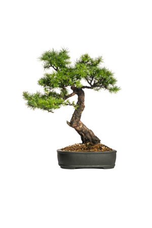 Bonsai