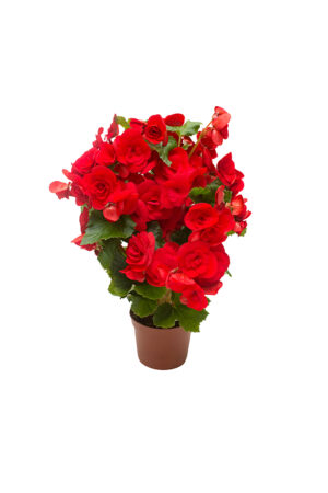 Bégonia
