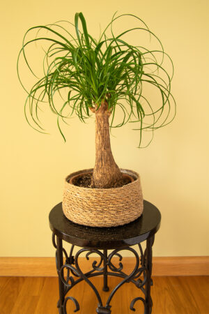 Beaucarnea (Beaucarnea Recurvata)