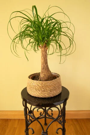 Beaucarnea (Beaucarnea recurvata)