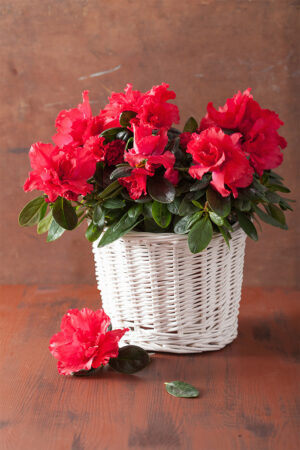 Azalea (Azalea Indica)