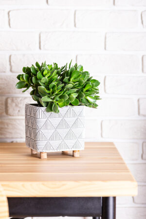 Arbre de Jade (Crassula arborescens)