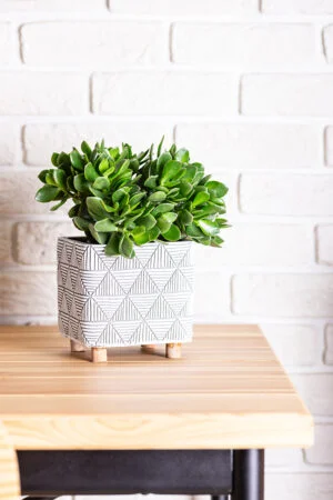 Arbre de Jade (Crassula arborescens)