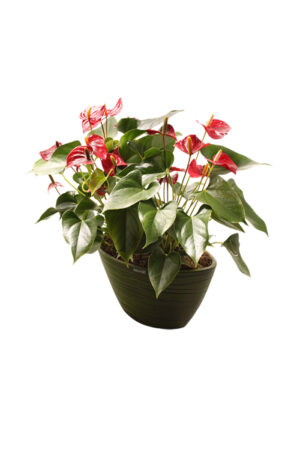 Anthurium Andreanum