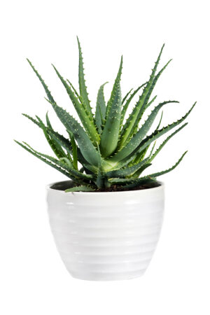 Aloe (Aloe Vera)
