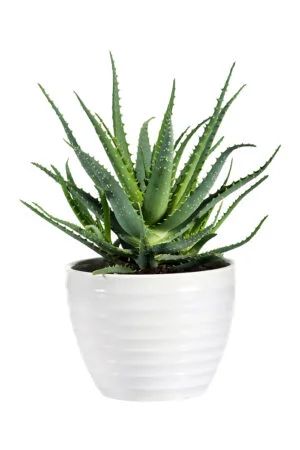 Aloe (Aloe vera)