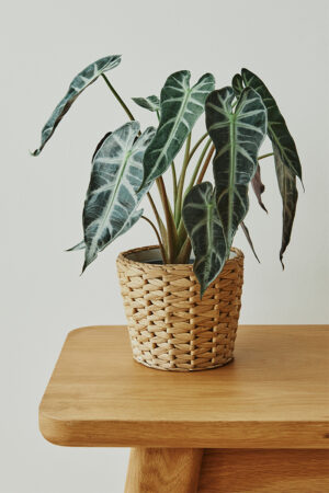 Alocasia (Alocasia Polly)