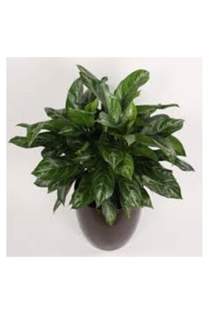 Aglaonema (Aglaonema Commutatum)