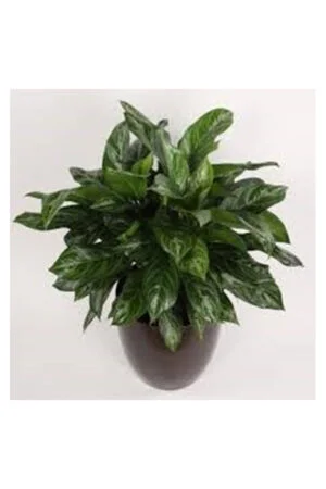 Aglaonema (Aglaonema commutatum)