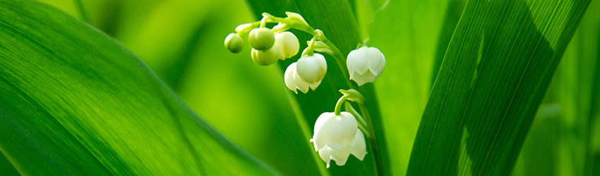 May 1st : Lily of the valley