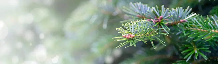 Kerstbomen