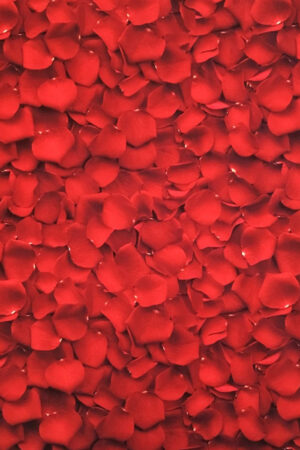 Lit de pétales de roses